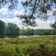 Call for Proposals, 2021 Virtual Virginia Land Conservation & Greenways Conference