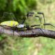 Could the Palm-sized Joro Spiders be Gliding into Northern Virginia?
