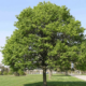 NVCT's Invasive Plant Watch: The Norway Maple