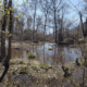 1.5 miles of Chickahominy River Protected for Wildlife