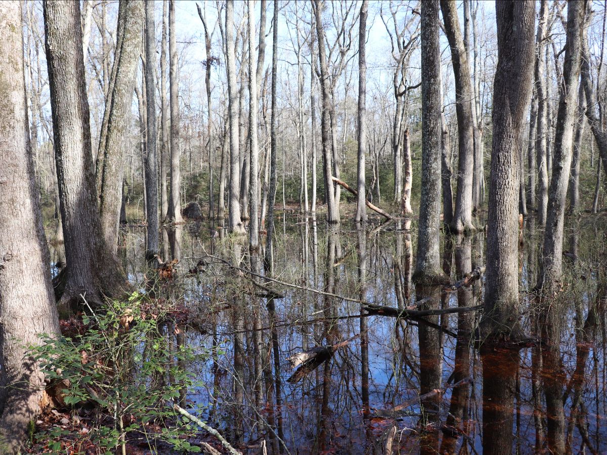 Trees standing in wetlands at Little Malvern Hill