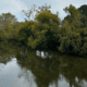Local Potomac River streams are benefiting from your advocacy, with the leadership of Catoctin Land Trust