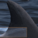 Extra Eyes: using computer vision to enhance dolphin health in the Potomac River
