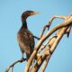 Nature on the Neck: Double-crested Cormorant