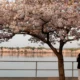 DC isn’t the only cherry blossom sweet spot; the rest of the Potomac River region has them too! 