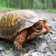 This slow and steady critter stole our hearts! Meet your 2026 Potomac Critter of the Year