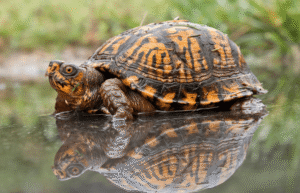 Box+turtle+blog+photos