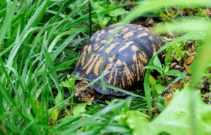 Box+turtle+blog+photos+(1)