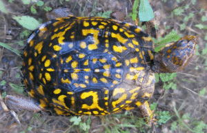 Box+turtle+blog+photos+(2)