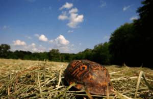 Box+turtle+blog+photos+(3)