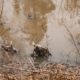 Sewage spill: The EPA declares the Potomac’s recovery goals are achieved. Why we disagree.