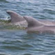 “Fin” Favorites: Updates on Potomac dolphins you named!