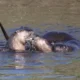 Nature on the Neck: River Otters