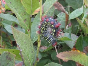 Azaelamothcaterpillar