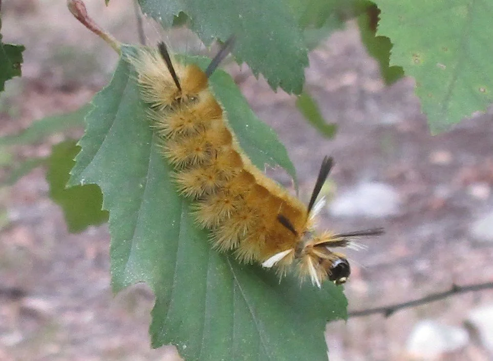 Banded tussock moth caterpillar. Photo credit: Jodi Davis