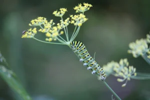 Blackswallowtailbutterflycaterpillarondillplant