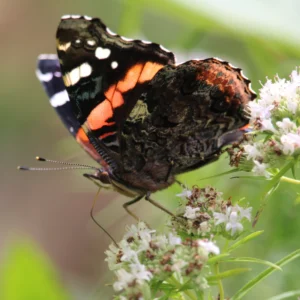 Butterflyblog