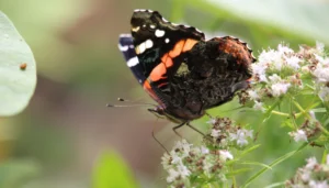 Butterflyblog