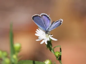 Easterntailedbluebutterfly