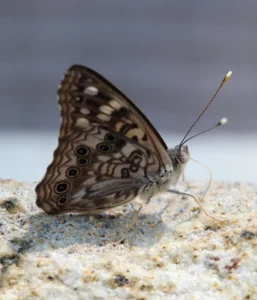 Hackberryemperorbutterfly