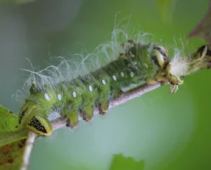 Imperialmothcaterpillar