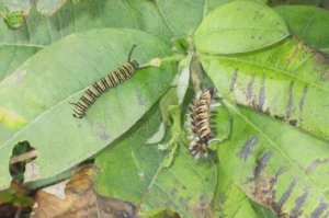 Monarchbutterflycaterpillarandmilkweedtussockmothcaterpillar