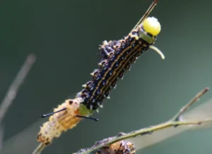 Orangestripedoakwormmothcaterpillaraftermolting