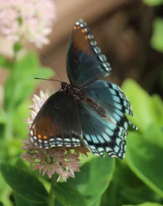 Red spottedpurplebutterfly