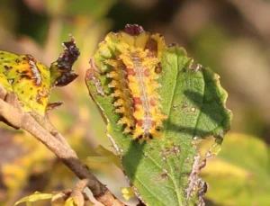 Spiny oak slug moth caterpillar. Photo credit: Jodi Davis