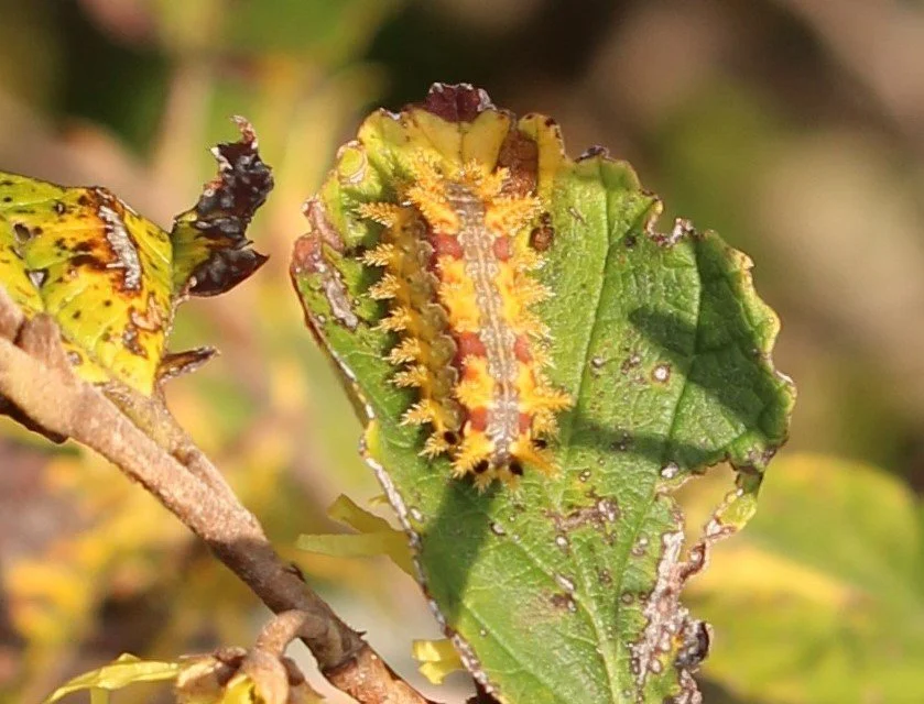 Spiny oak slug moth caterpillar. Photo credit: Jodi Davis