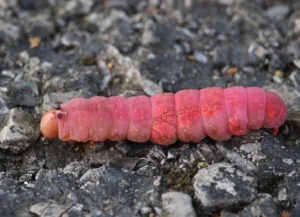 Whiteblotchedprominentmothcaterpillarbeforepupating