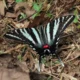 From nesting in fall foliage to fluttering away, the life cycle of caterpillars in the Potomac River region