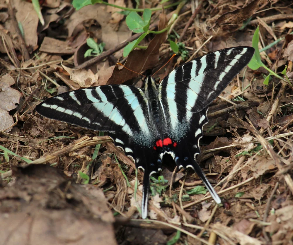 Zebraswallowtailbutterfly