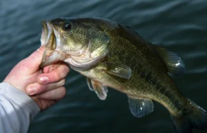 Largemouthbass