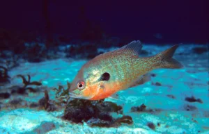 Redbreastsunfish