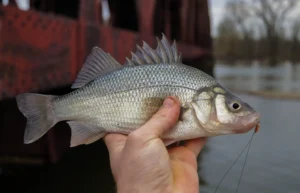 Whiteperch