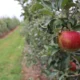 What happened to the apples? How Butler’s Orchard, a local Maryland farm handled the unpredictable weather this year