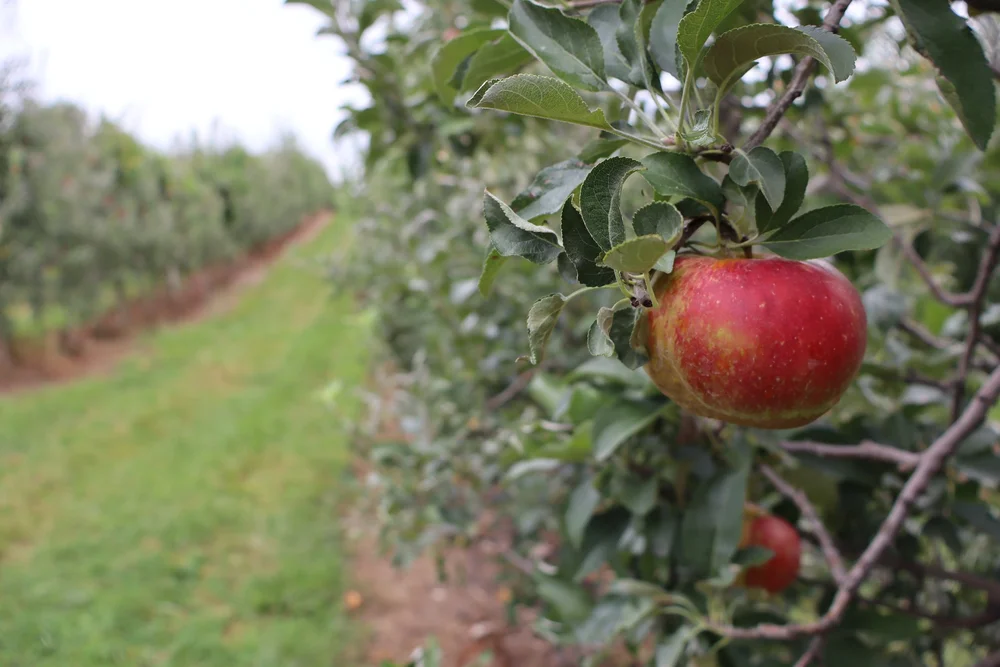 Aestheticappleandbranch